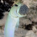 jawfish_yellowhead_bs_lc_v_0142_cay0679.jpg